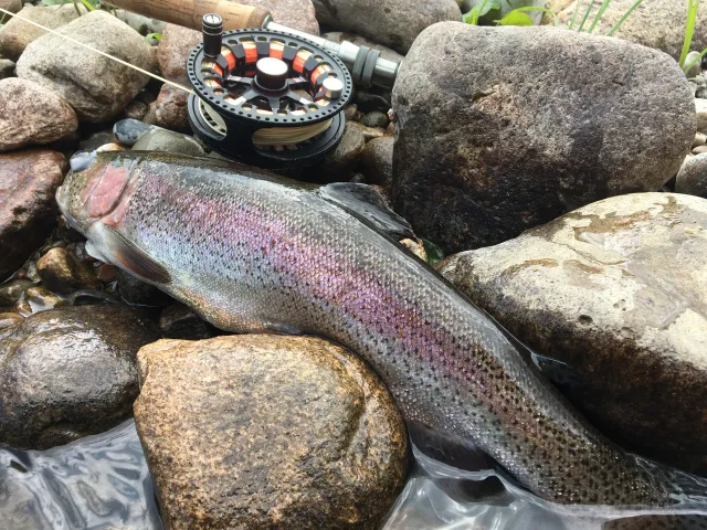 Regenbogenforelle