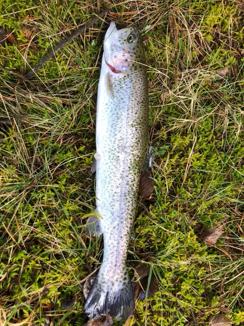 Regenbogenforelle