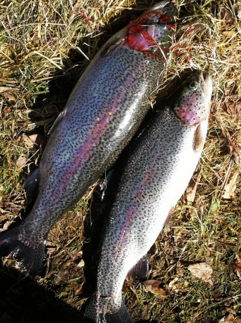 Regenbogenforelle