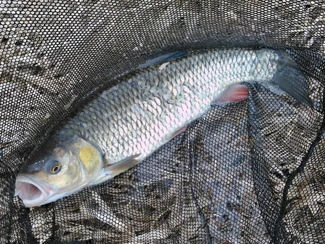 Döbel