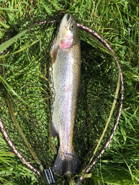 Regenbogenforelle