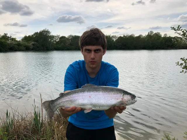Regenbogenforelle