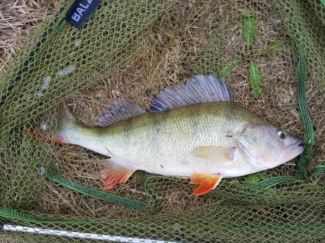 Flussbarsch
