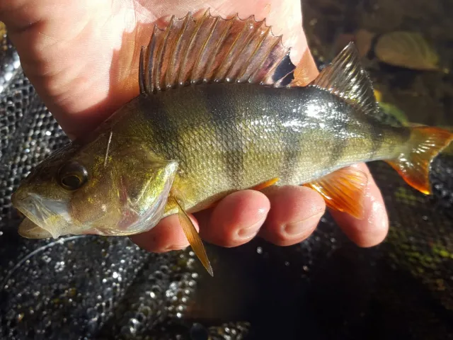 Flussbarsch