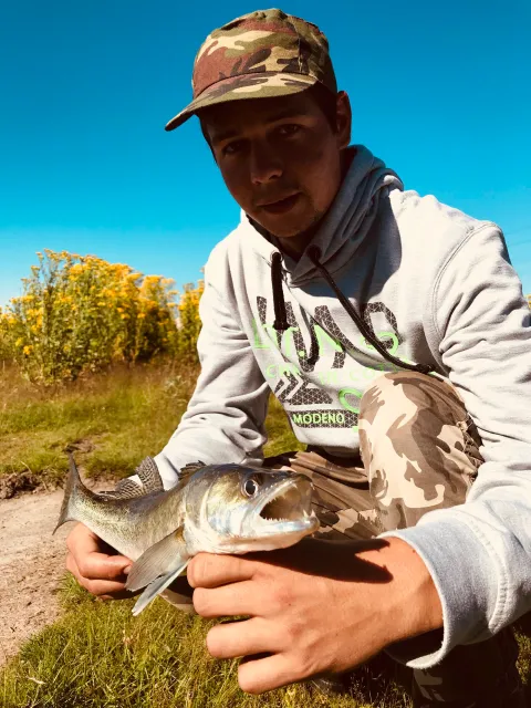 Zander