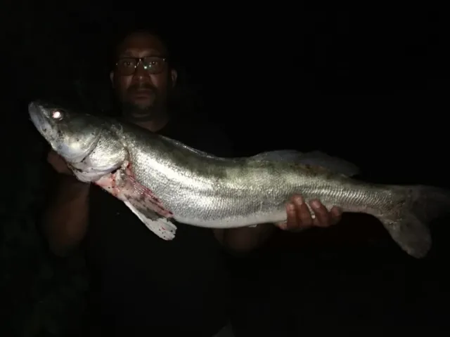 Zander