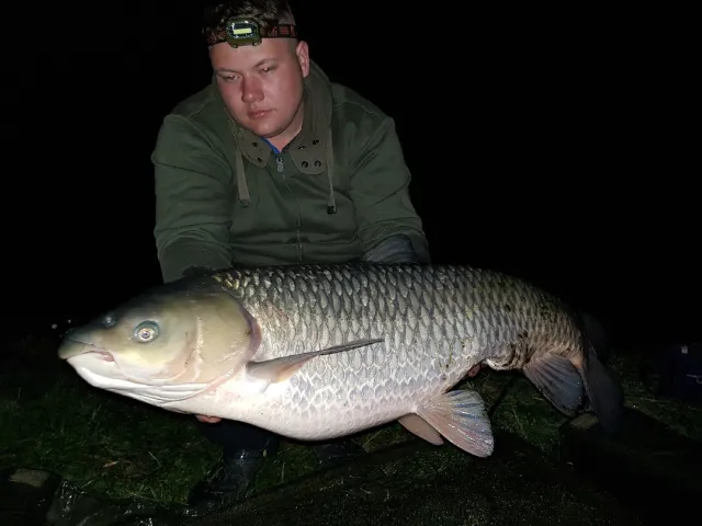 Graskarpfen