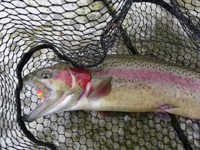 Regenbogenforelle