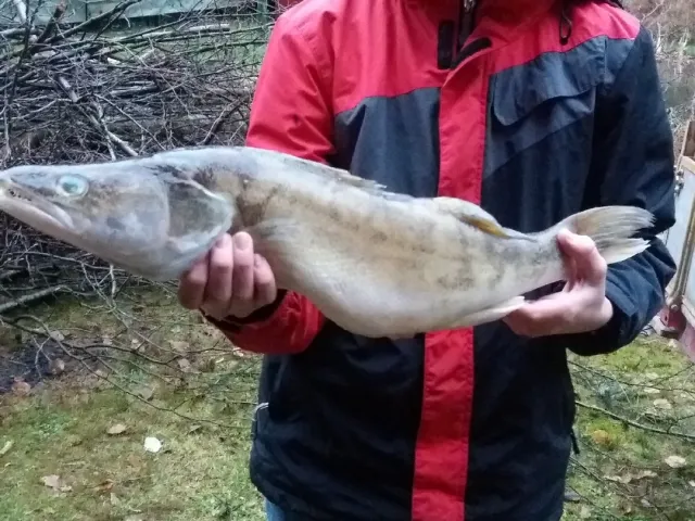 Zander