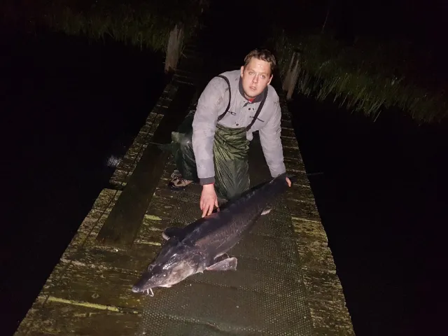 Stör
