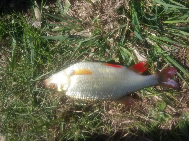 Rotauge