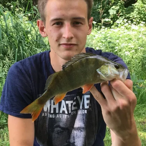 Flussbarsch