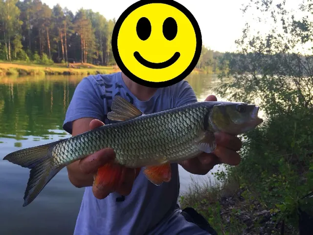 Döbel