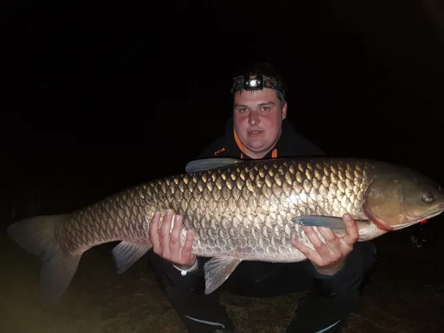 Graskarpfen