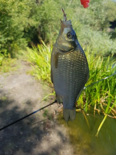 Karausche