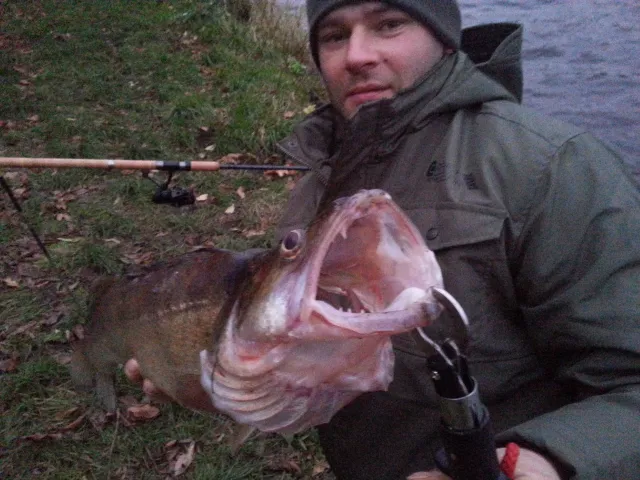Zander