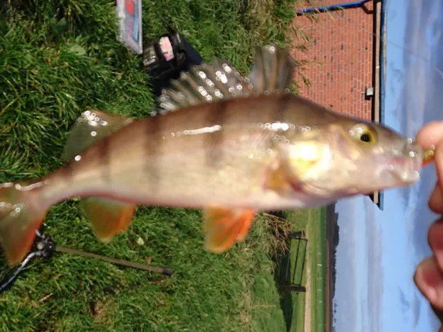 Flussbarsch