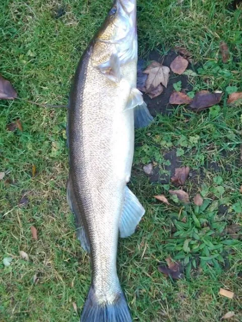 Zander