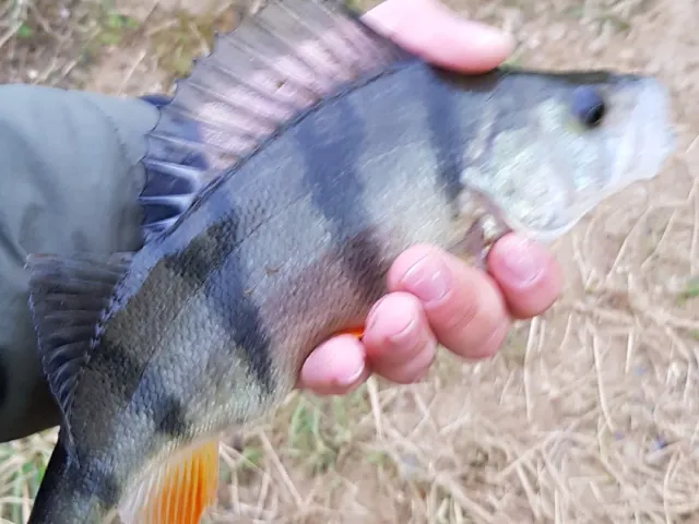 Flussbarsch