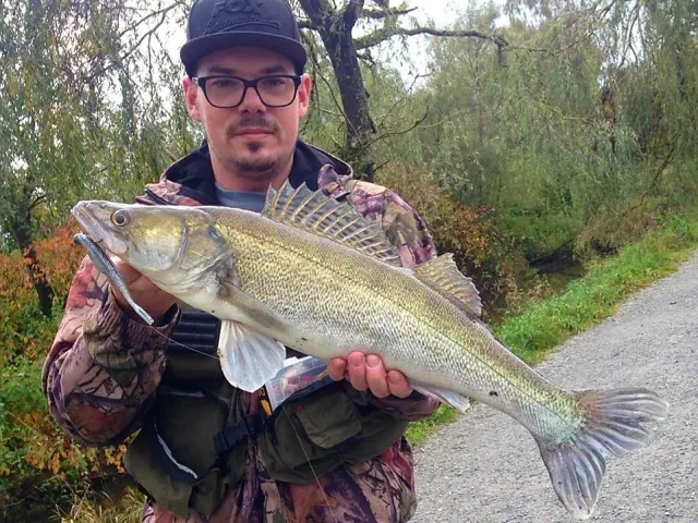Zander