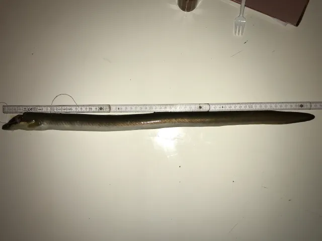 Aal