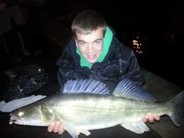 Zander