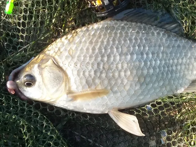 Giebel
