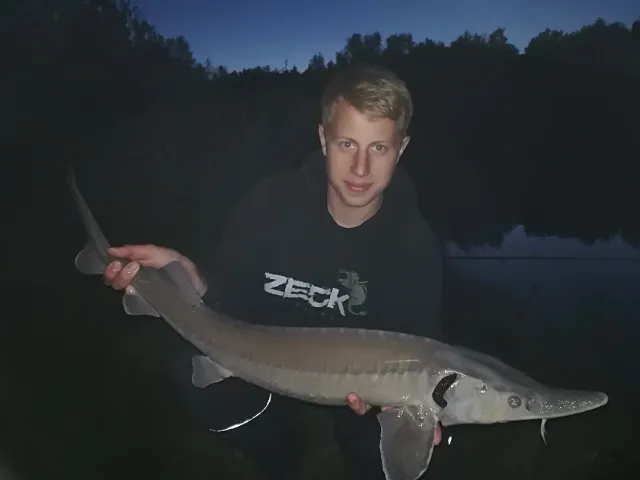Stör