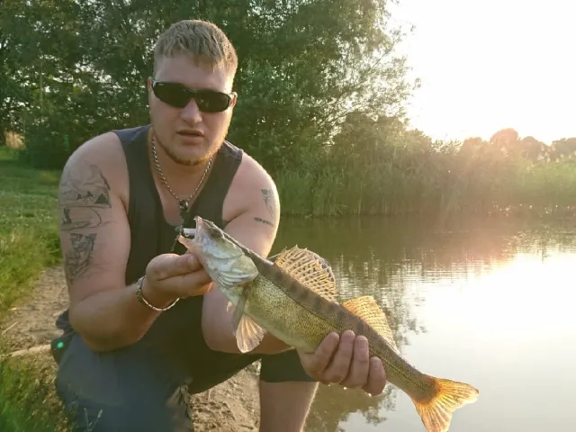 Zander