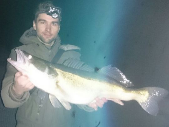 Zander