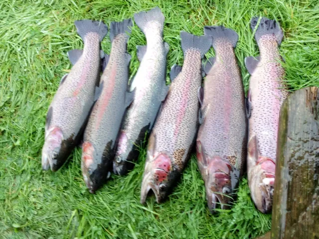 Regenbogenforelle