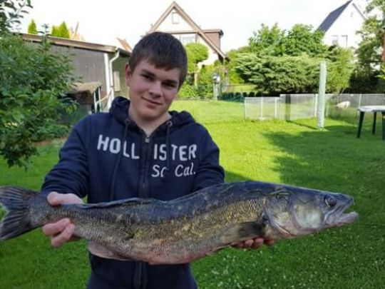 Zander