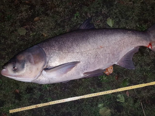 Silberkarpfen