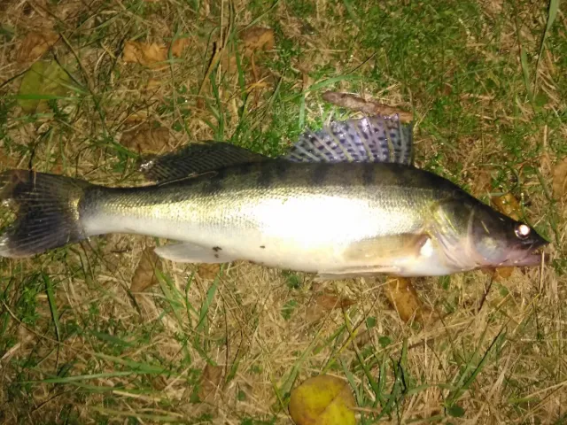Zander