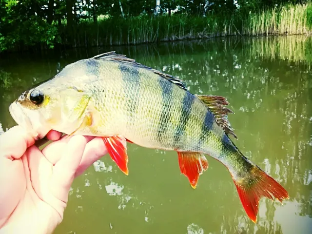 Flussbarsch