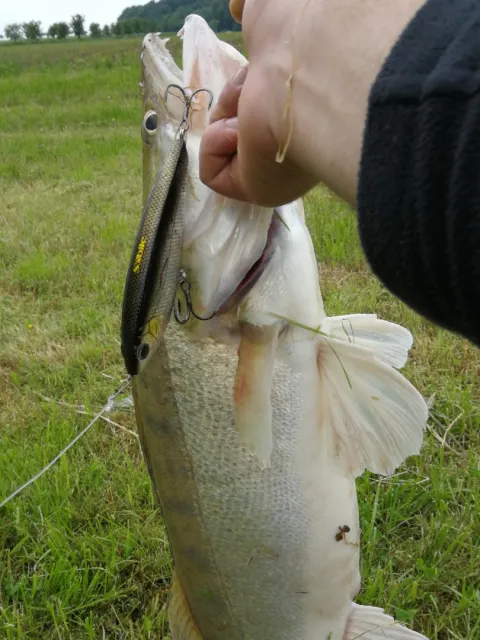 Zander