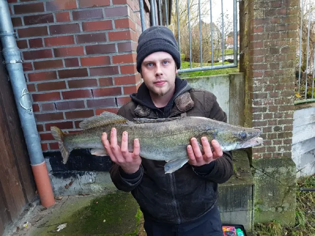 Zander