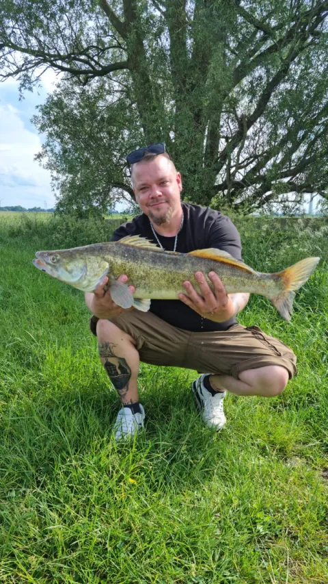 Zander