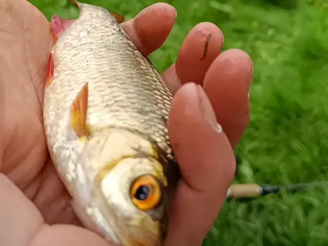 Rotauge
