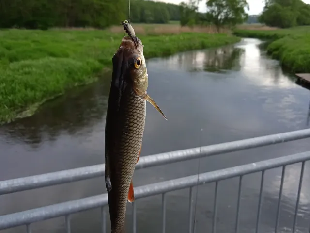 Döbel