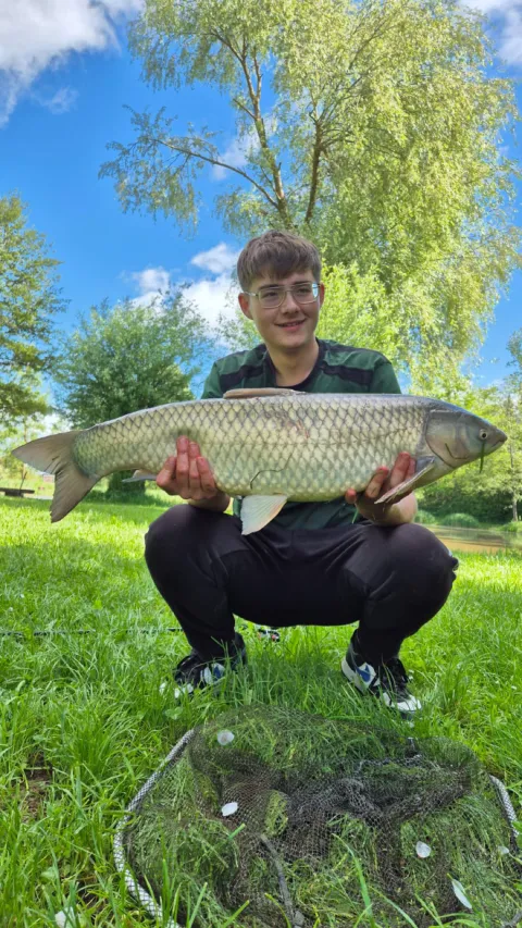 Graskarpfen