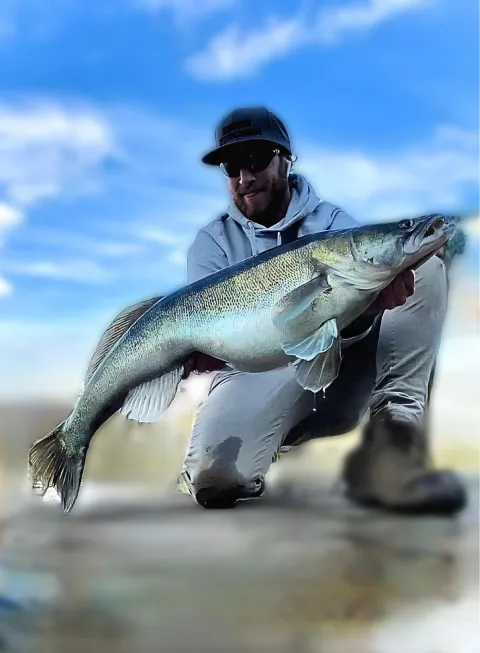 Zander