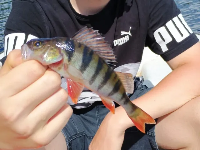 Flussbarsch