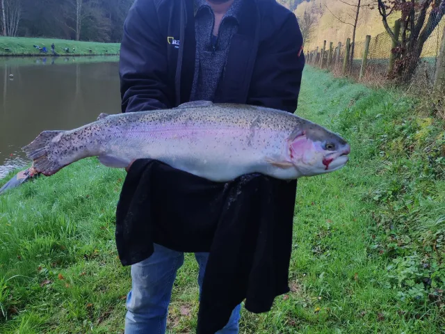 Regenbogenforelle