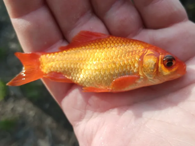 Goldfisch