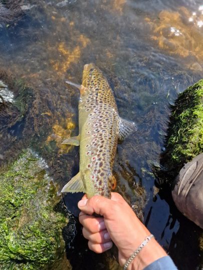 Bachforelle