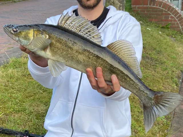 Zander