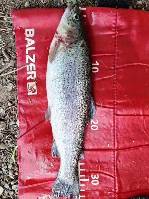 Regenbogenforelle