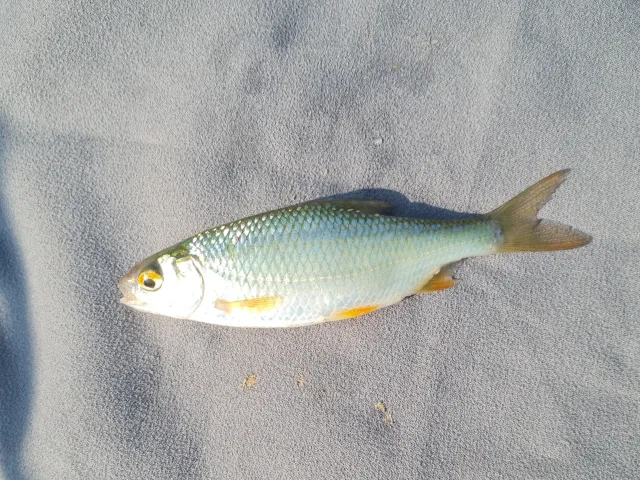 Rotauge