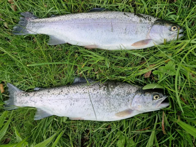 Regenbogenforelle